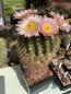 Preview: Notocactus roseoluteus